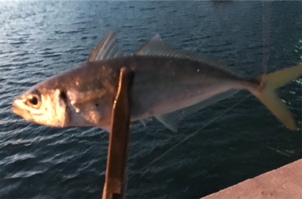 f:id:esojima3:20201221201508j:plain