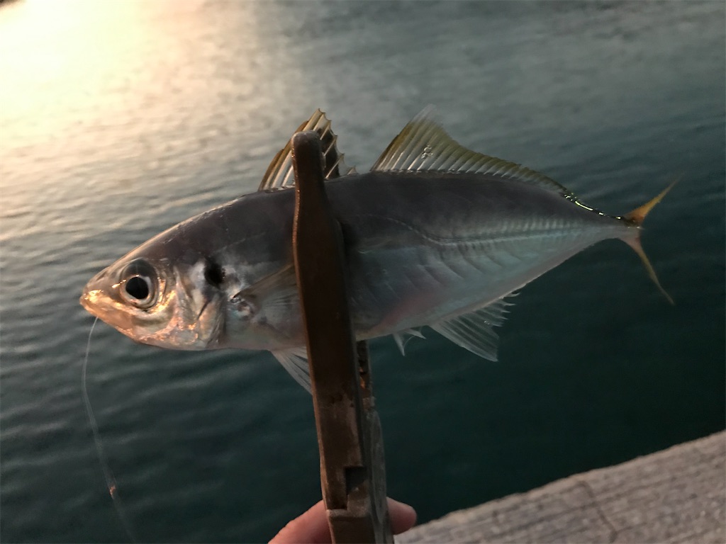 f:id:esojima3:20201222201707j:plain