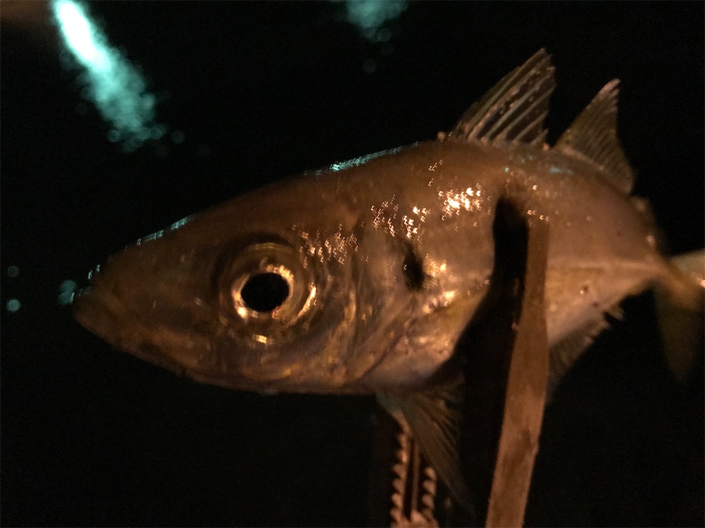 f:id:esojima3:20201222202709j:plain