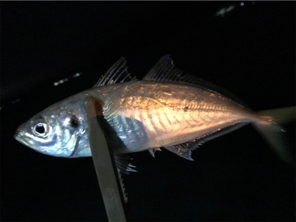 f:id:esojima3:20210124194650j:plain