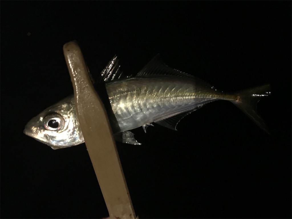 f:id:esojima3:20210127184855j:plain
