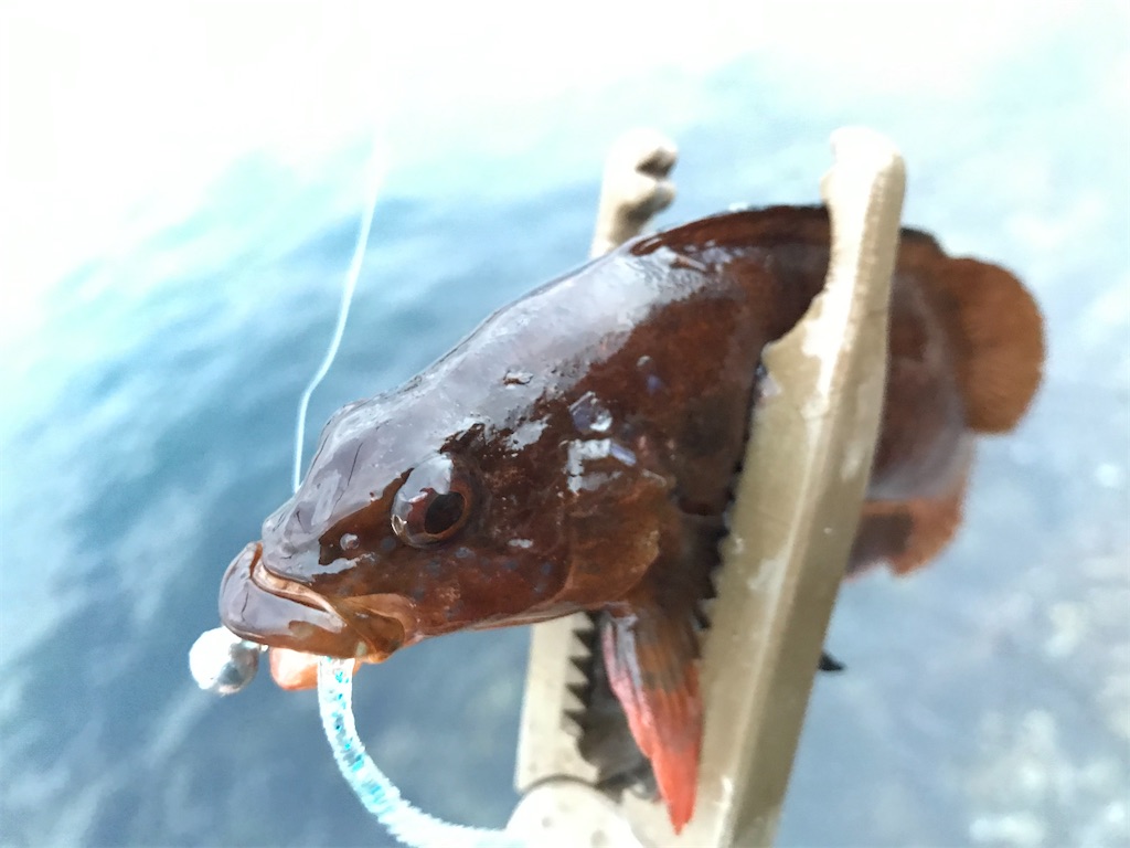 f:id:esojima3:20210201210254j:plain