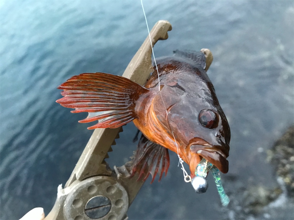 f:id:esojima3:20210201210259j:plain