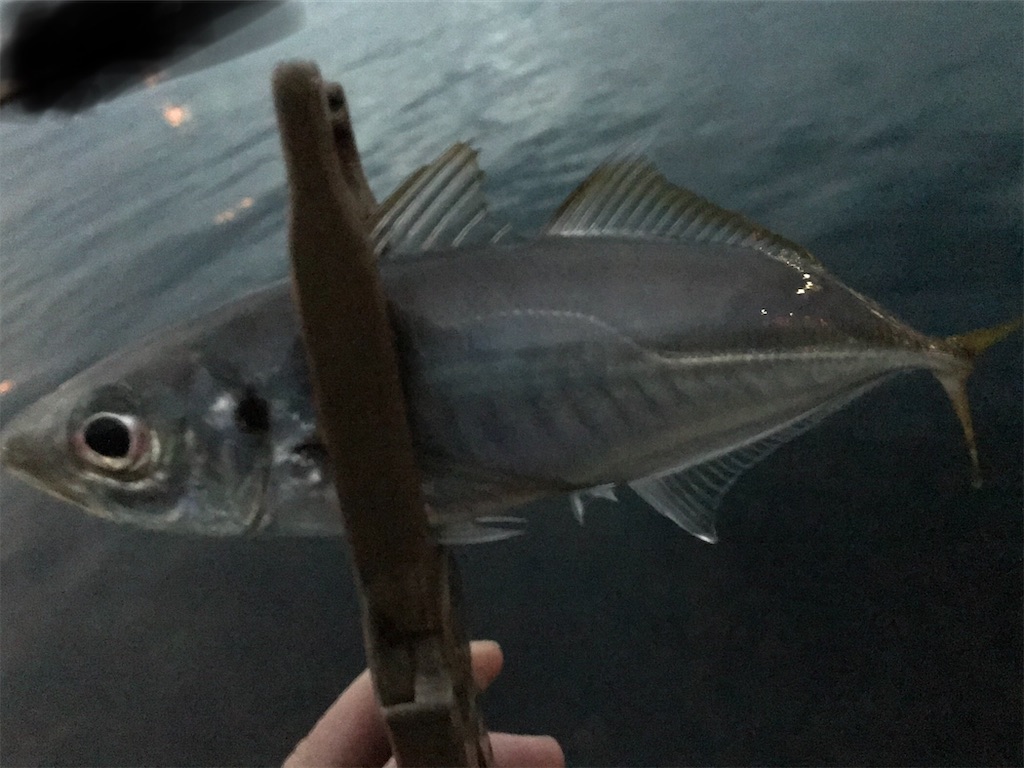 f:id:esojima3:20210201210436j:plain