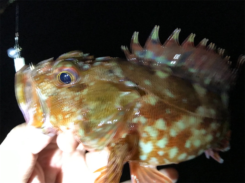 f:id:esojima3:20210201210823j:plain
