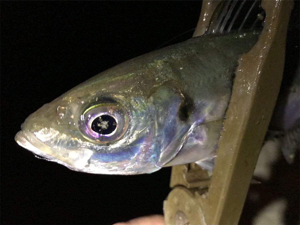 f:id:esojima3:20210302232419j:plain