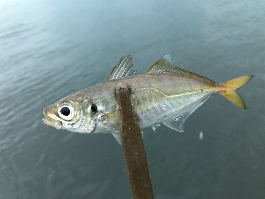 f:id:esojima3:20211021223929j:plain