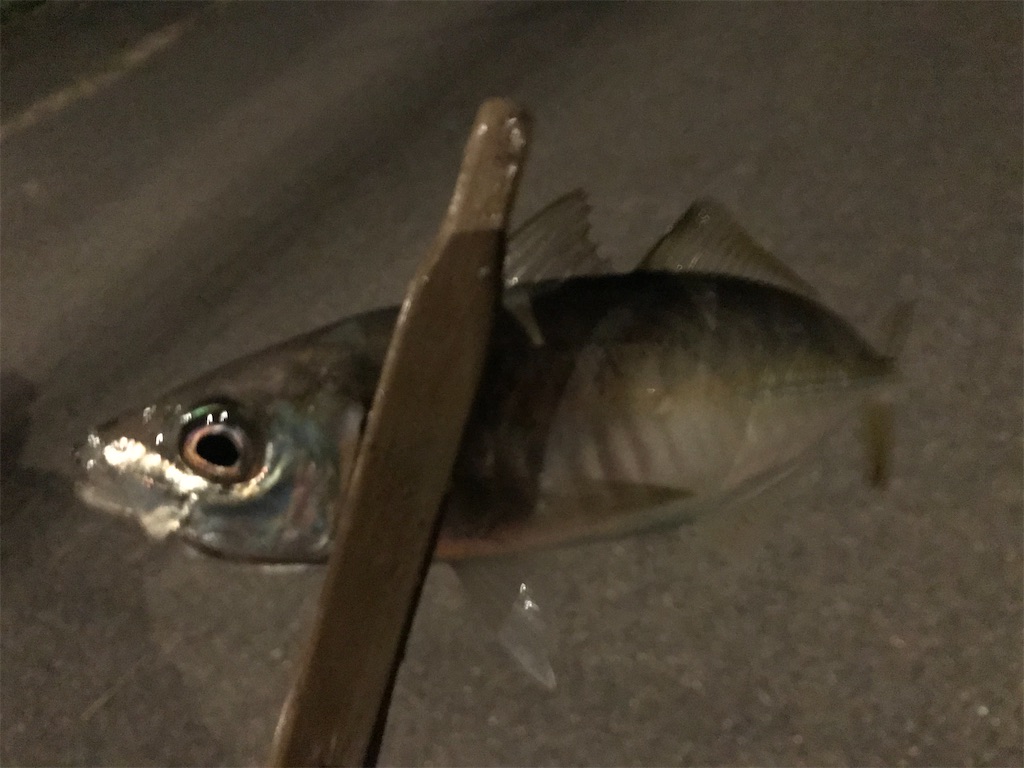 f:id:esojima3:20211205224204j:plain
