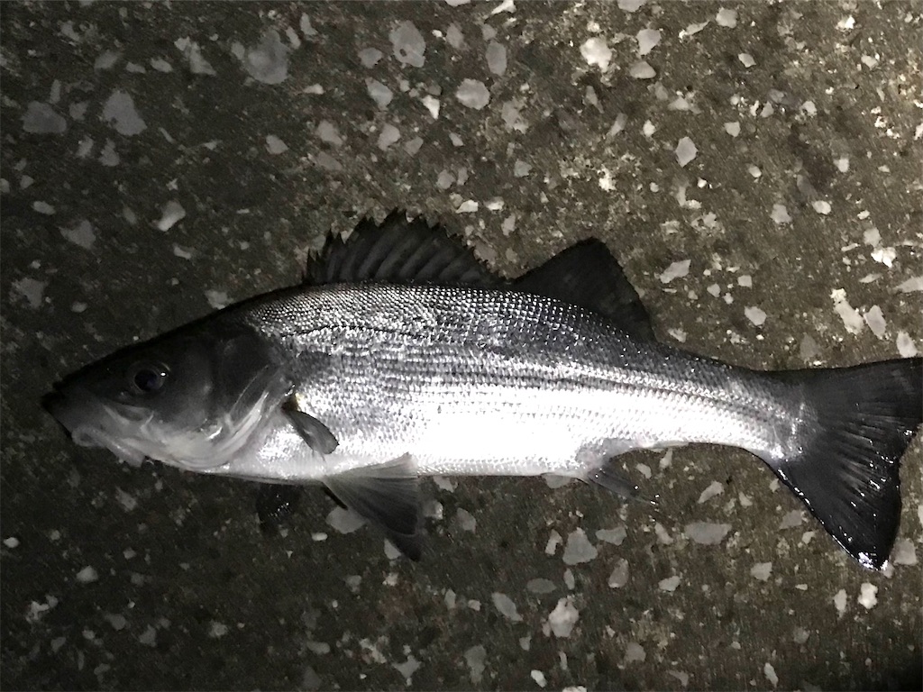 f:id:esojima3:20220104002502j:plain