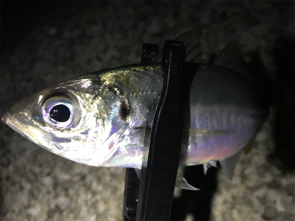 f:id:esojima3:20220106194002j:plain