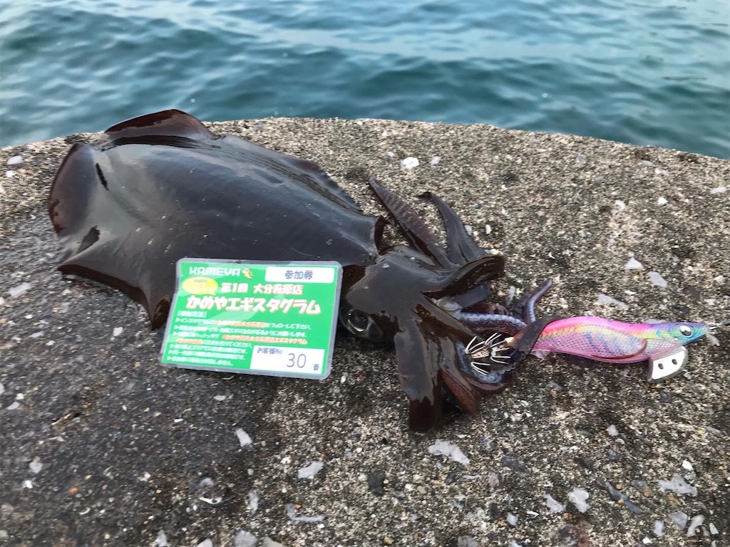カメヤ大分萩原店エギスタグラム入賞🏆 - エソジマ君のほぼ大分