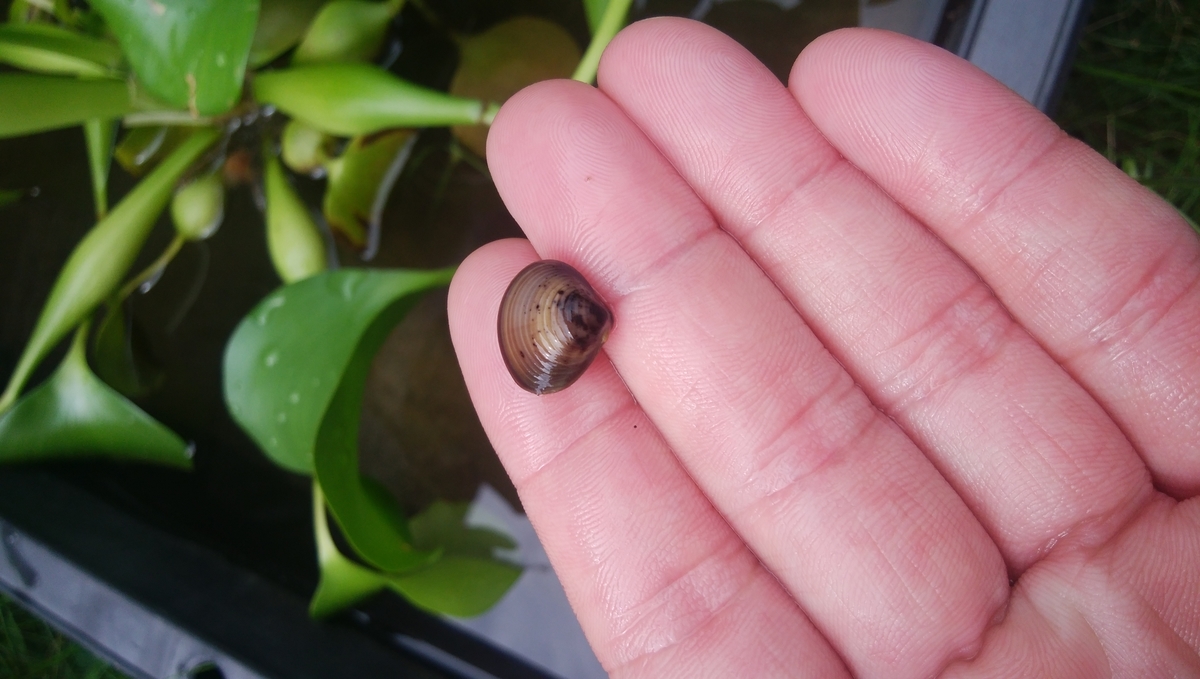 f:id:esotengoku:20190821100032j:plain f:id:esotengoku:20190821100032j:plain