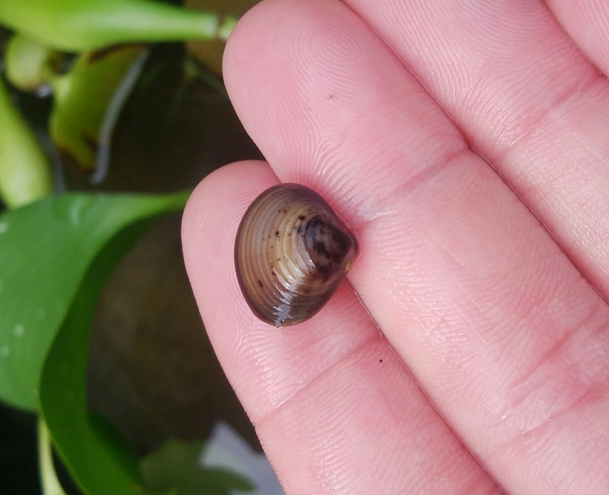 f:id:esotengoku:20190821162205j:plain f:id:esotengoku:20190821162205j:plain