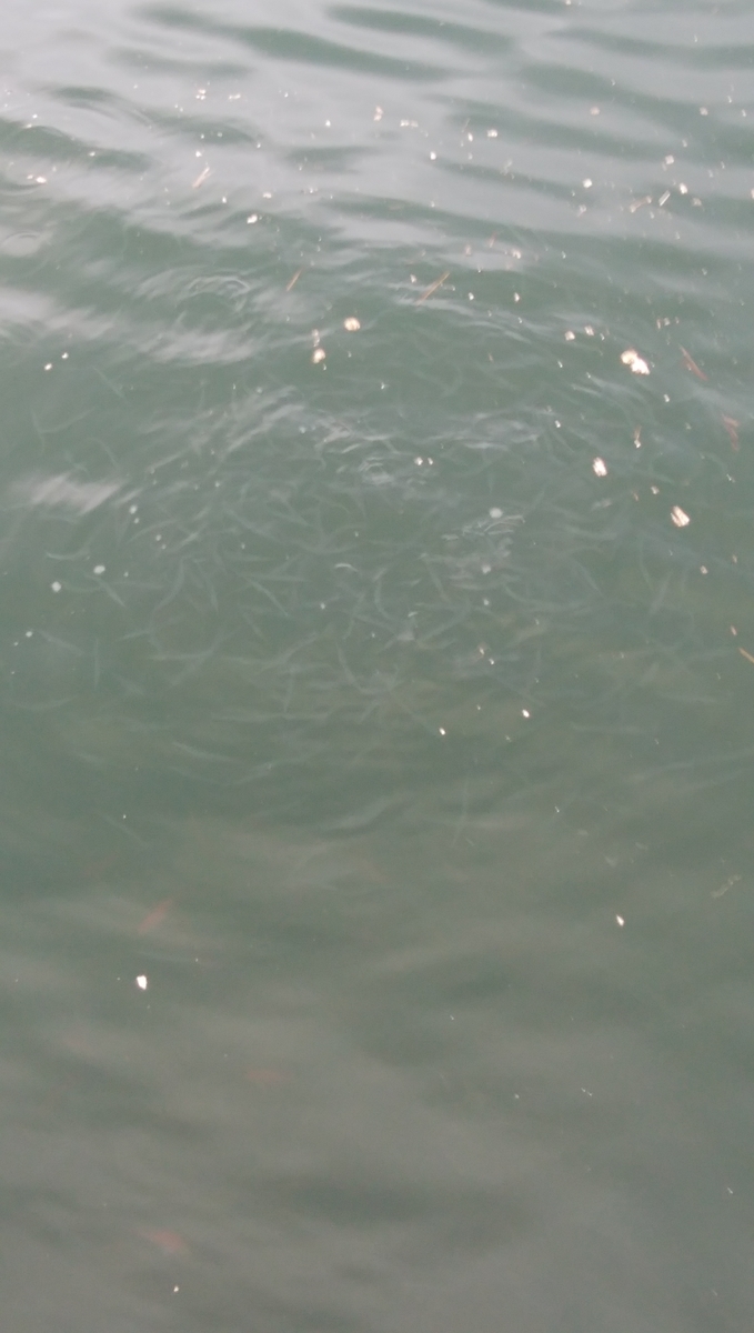 f:id:esotengoku:20190912204634j:plain