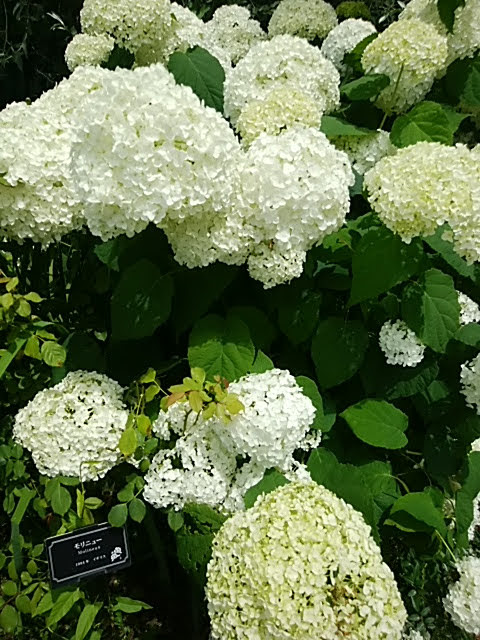 f:id:esperan3:20190614222848j:plain