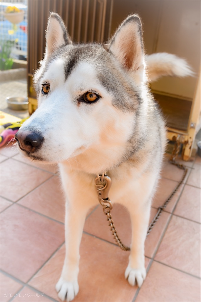 f:id:esperanzalife:20200402150847j:image f:id:esperanzalife:20200402150847j:image