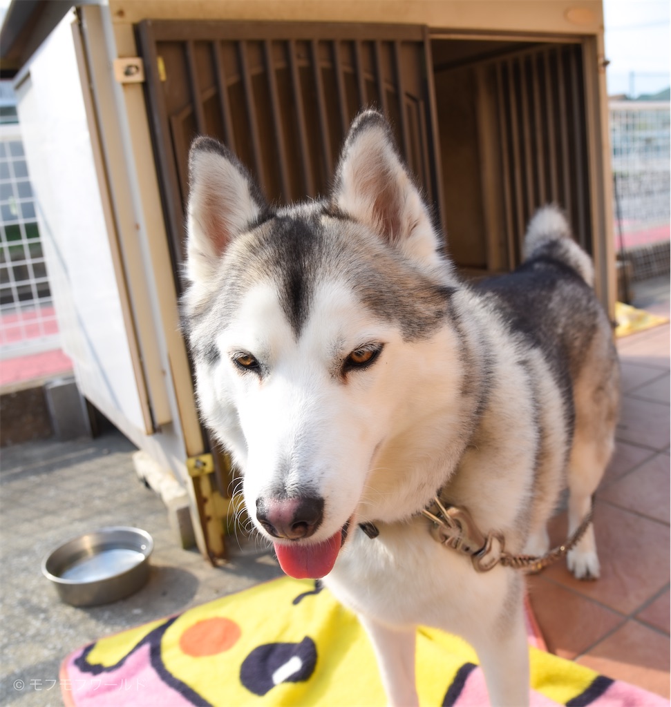 f:id:esperanzalife:20200402232519j:image f:id:esperanzalife:20200402232519j:image