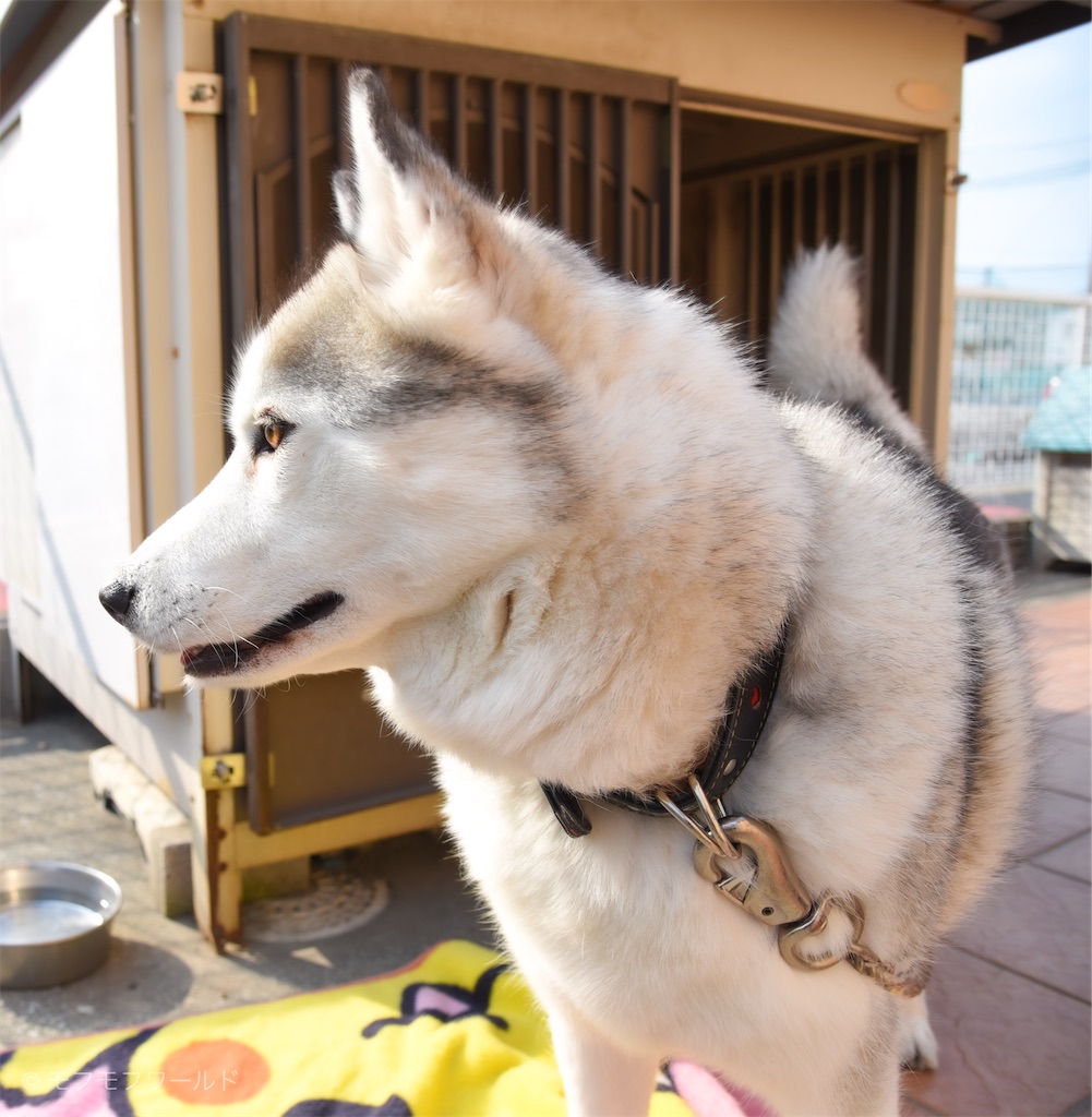f:id:esperanzalife:20200402232606j:image f:id:esperanzalife:20200402232606j:image