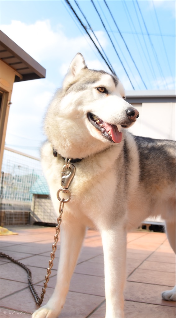 f:id:esperanzalife:20200402232642j:image f:id:esperanzalife:20200402232642j:image