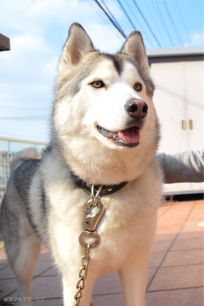 f:id:esperanzalife:20200402232655j:image f:id:esperanzalife:20200402232655j:image