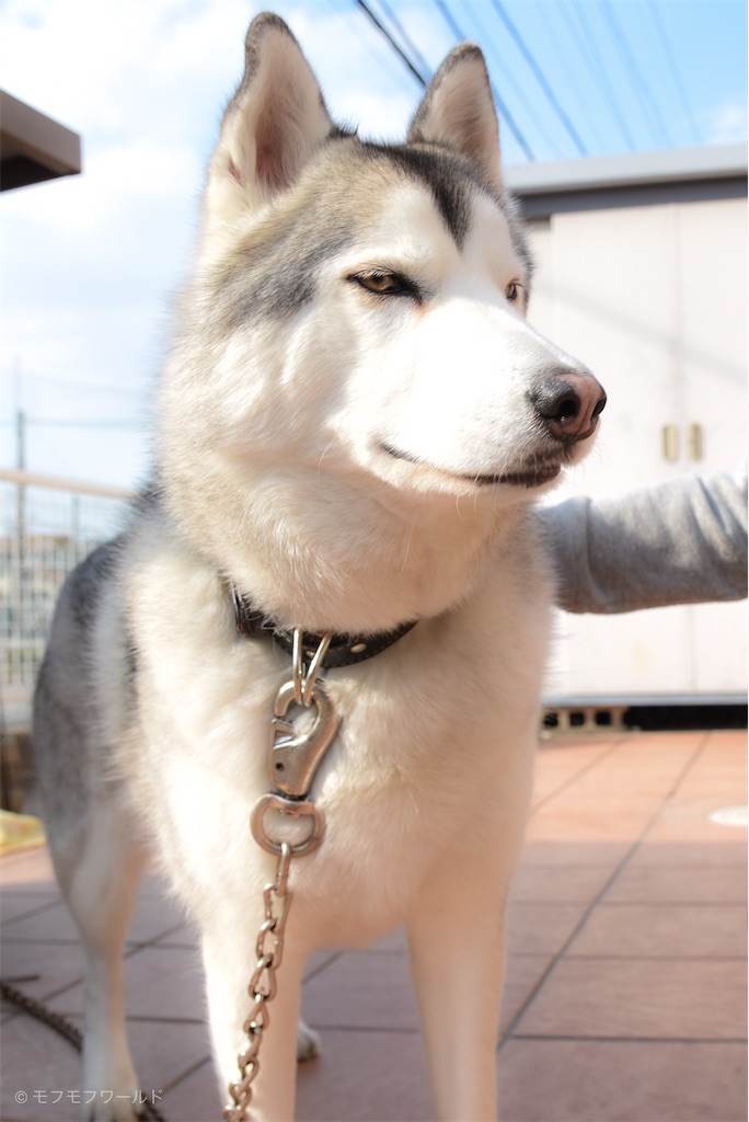 f:id:esperanzalife:20200402232701j:image f:id:esperanzalife:20200402232701j:image