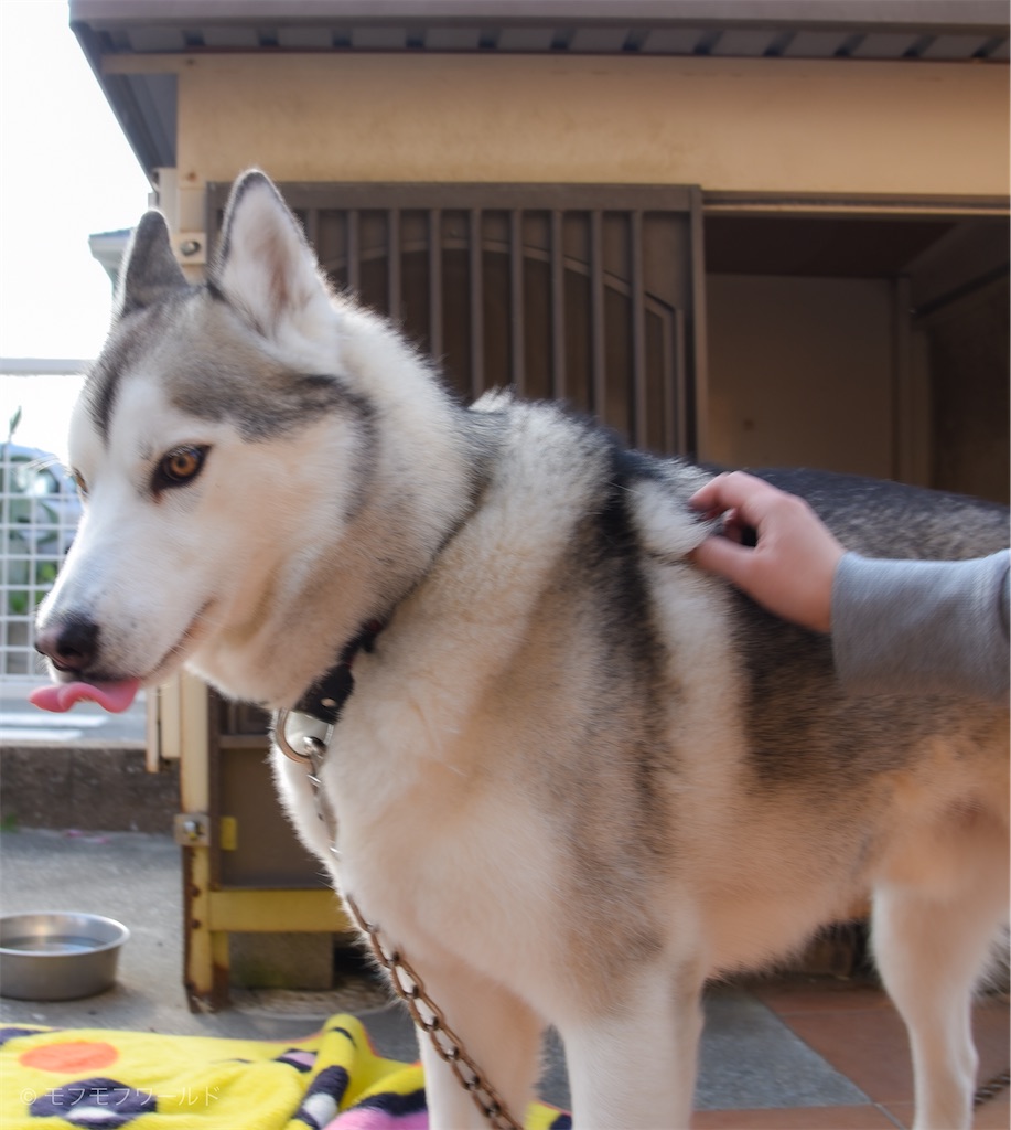 f:id:esperanzalife:20200402232716j:image f:id:esperanzalife:20200402232716j:image