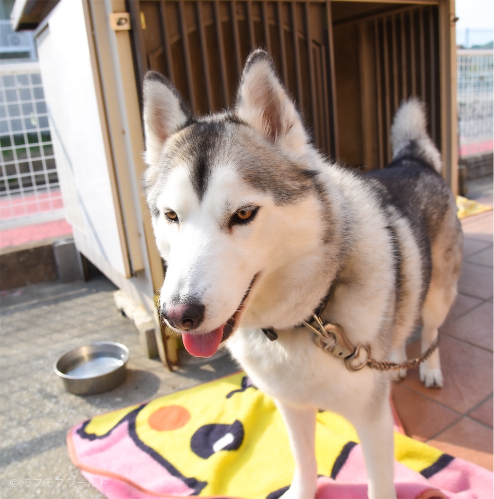 f:id:esperanzalife:20200402232743j:image f:id:esperanzalife:20200402232743j:image