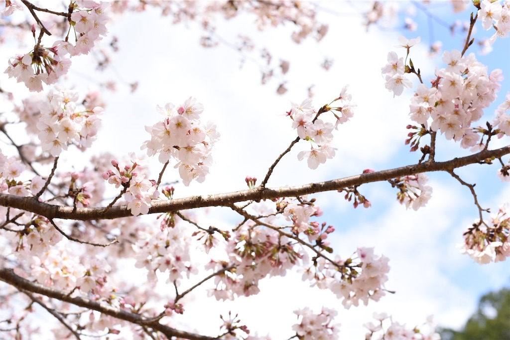 f:id:esperanzalife:20200408073358j:image f:id:esperanzalife:20200408073358j:image