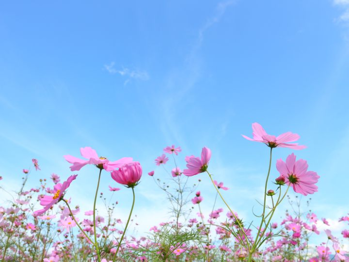 f:id:esposekibe:20181011150658p:plain