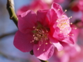 [ZD ED 50mm F2.0 MACRO][EC-20]泉岳寺 瑶池梅