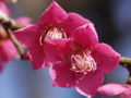 [ZD ED 50mm F2.0 MACRO][EC-20]泉岳寺 瑶池梅