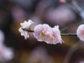 [ZD ED 50mm F2.0 MACRO][EC-20]湯島天神 梅まつり