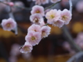 [ZD ED 50mm F2.0 MACRO][EC-20]湯島天神 梅まつり