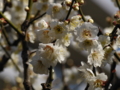 [ZD ED 50mm F2.0 MACRO][EC-20]湯島天神 梅まつり