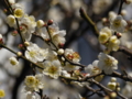 [ZD ED 50mm F2.0 MACRO][EC-20]湯島天神 梅まつり