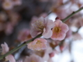 [ZD ED 50mm F2.0 MACRO][EC-20]湯島天神 梅まつり