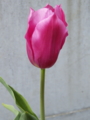 [LEICA D VE 14-150mm F3.5-5.6]チューリップ