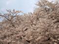 [LEICA D SUMMILUX 25mm F1.4]満開