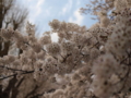 [LEICA D SUMMILUX 25mm F1.4]青空