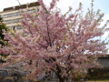 [LEICA D VE 14-150mm F3.5-5.6]2色の桜