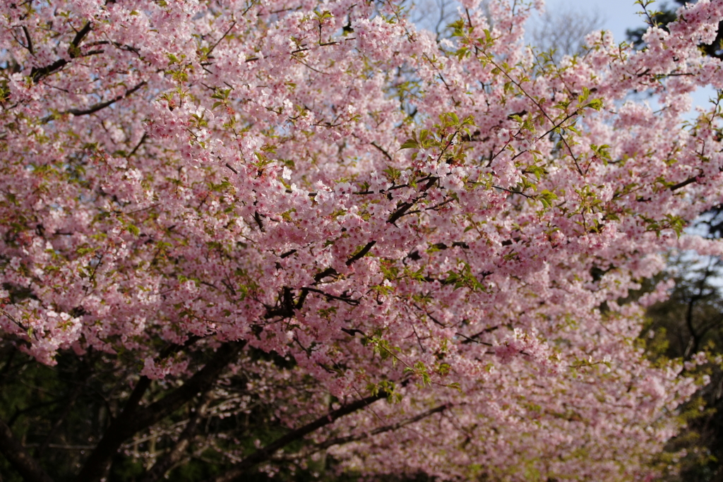 f:id:estel_bb:20100313154306j:image:w480 f:id:estel_bb:20100313154306j:image:w480