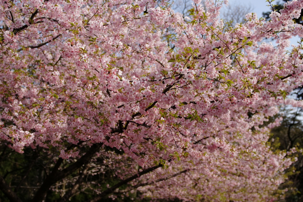 河津桜