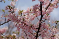 [TAMRON 172E 90mm F2.8]河津桜