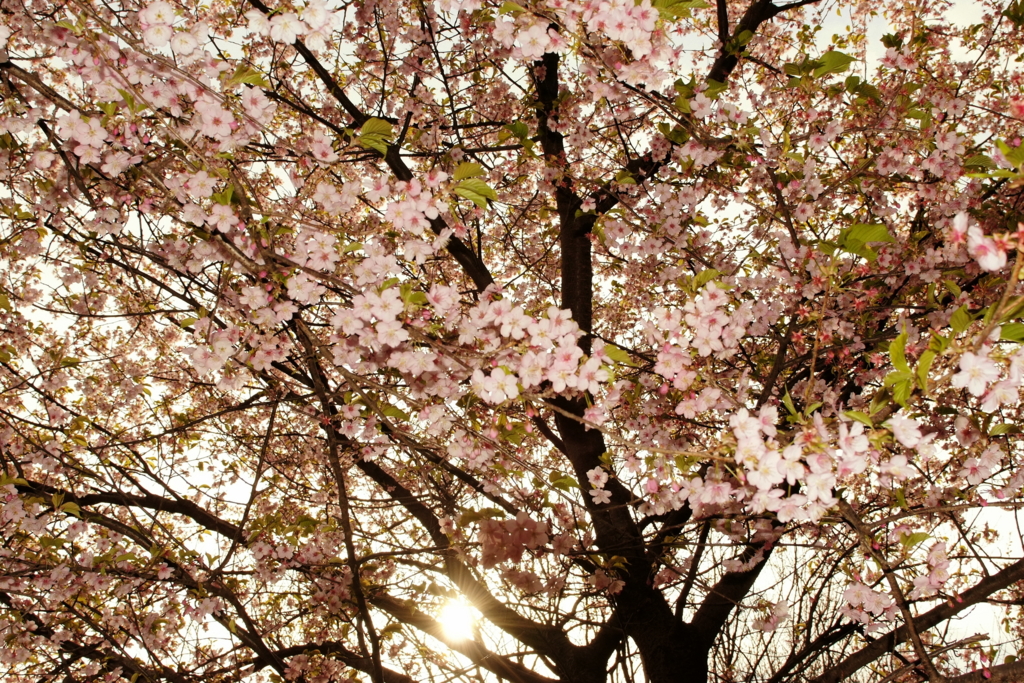 夕日をバックに