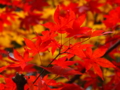 [LEICA D VE 14-150mm F3.5-5.6][EC-14]Red vs Yellow