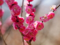 [ZD ED 50-200mm F2.8-3.5 SWD]神代植物公園