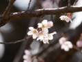 [ZD ED 50-200mm F2.8-3.5 SWD]神代植物公園