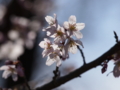 [ZD ED 50-200mm F2.8-3.5 SWD]神代植物公園