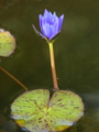 [ZD ED 50-200mm F2.8-3.5 SWD]神代植物公園