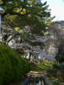 [LEICA D VEIT 14-50mm F2.8-3.5]松と桜